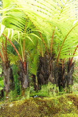 Jardin de Bonsaïs