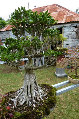 Jardin de Bonsaïs