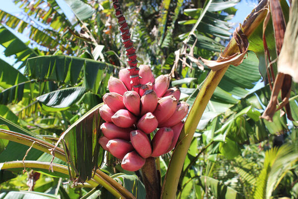 Domaine des Mille Cocos