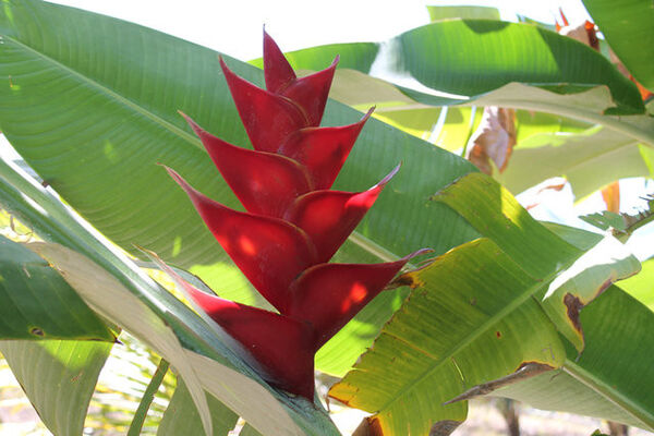 Domaine des Mille Cocos