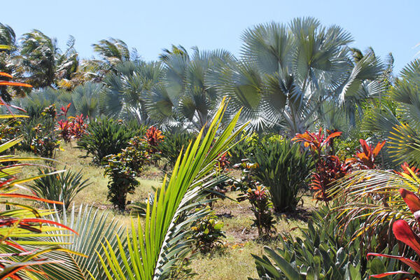 Domaine des Mille Cocos