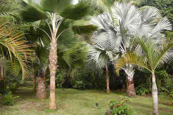 Villa Savanna (La)