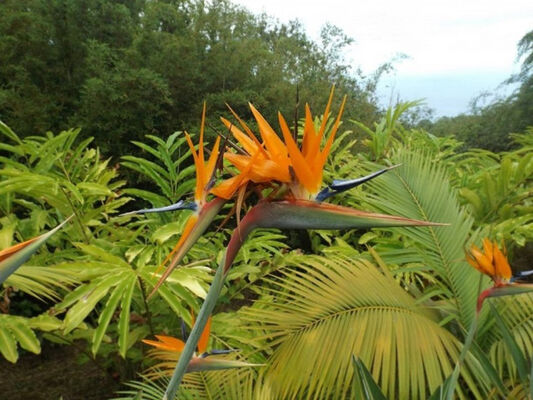 Jardin des Affouches (Le)