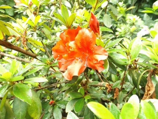 Jardin des Affouches (Le)