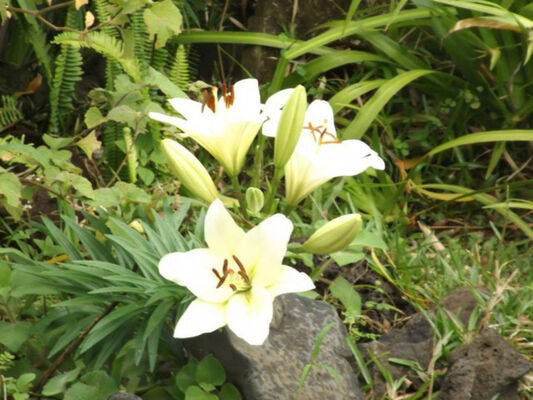 Jardin des Affouches (Le)