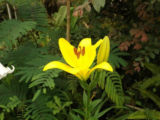 Jardin des Affouches (Le)