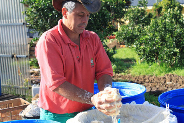 Hoareau Guibert