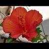 la maison des hibiscus