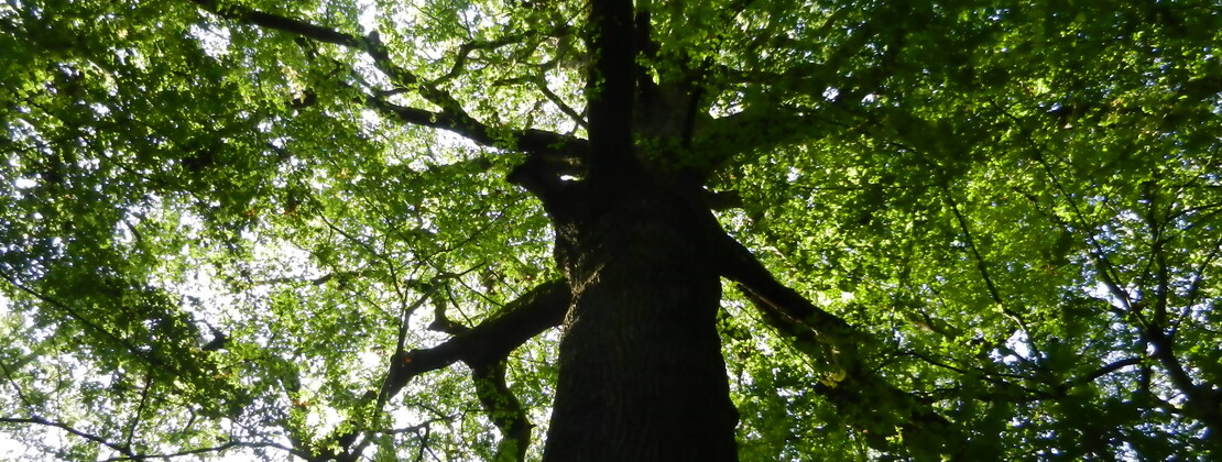 8. chêne villemaur sur vanne (10).JPG