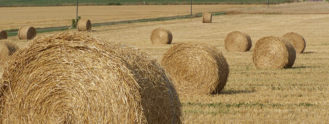 Ballot paille. CP Elodie Bazin.jpg