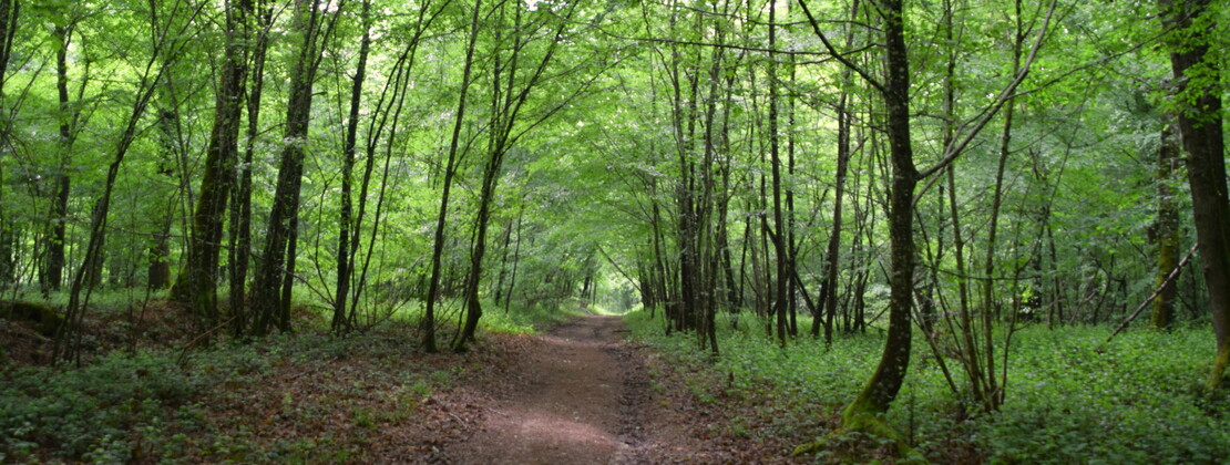 Forêt. CP Ambre Cnudde (2).JPG