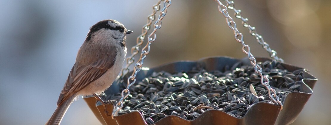 25 oct - à manger pour les oiseaux.jpg