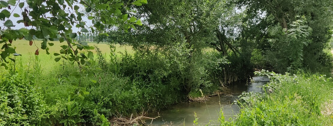 Zone humide CP Katell Fradet.jpg