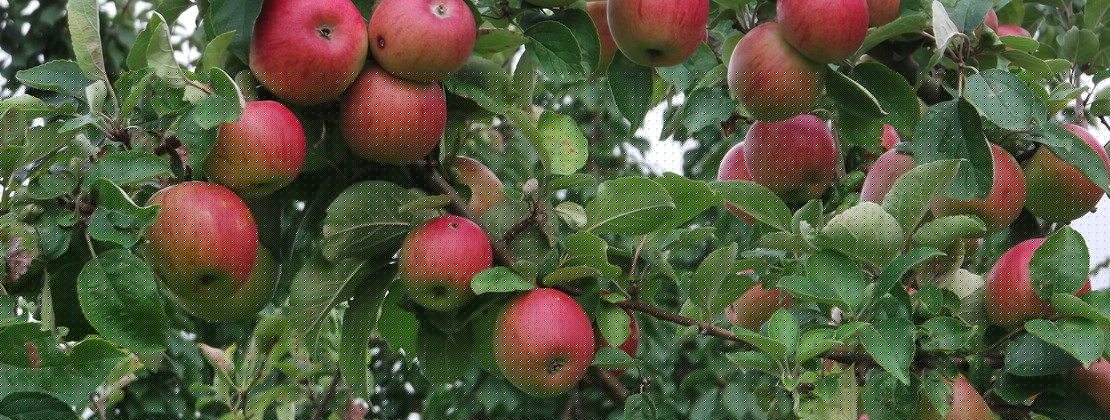 Pommes. CP Nancy Allavoine.JPG