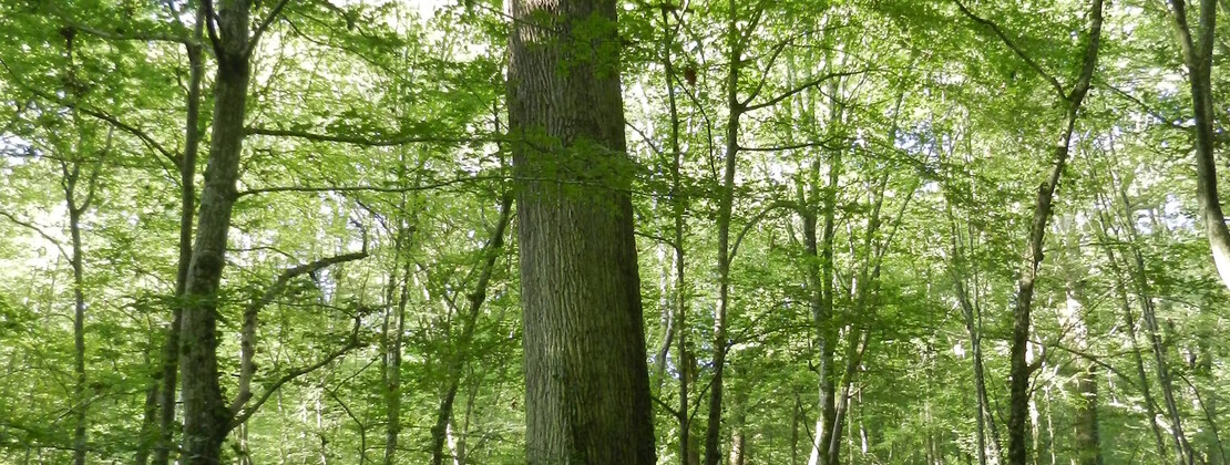 8. chêne villemaur sur vanne (13).JPG