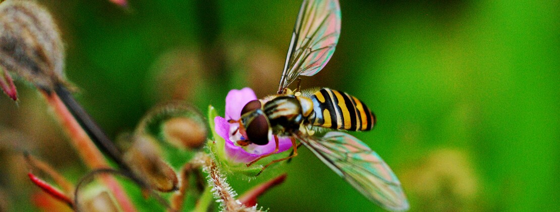 Insecte. CP Claudine BARON (1).JPG
