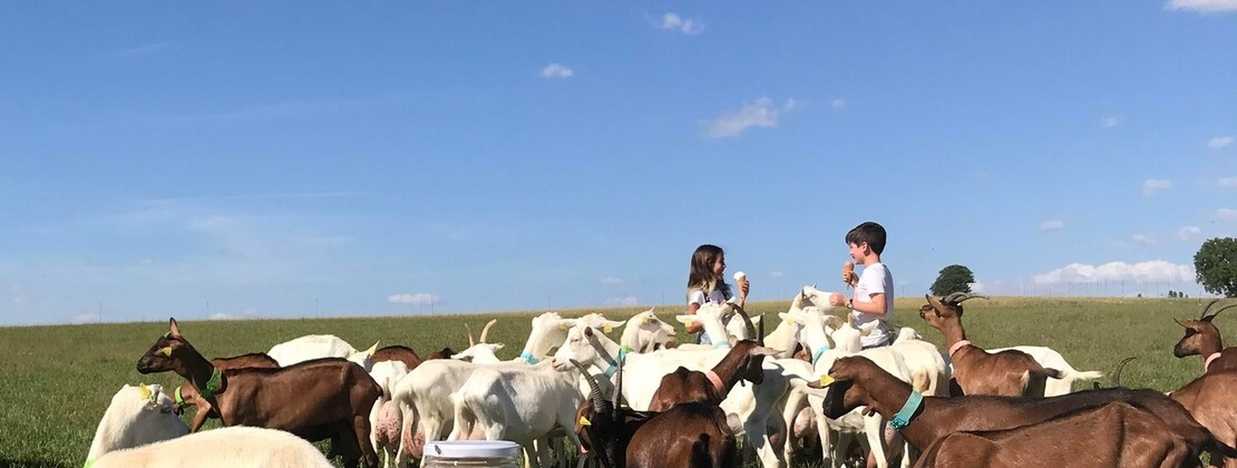 demoisellle chevre.jpg