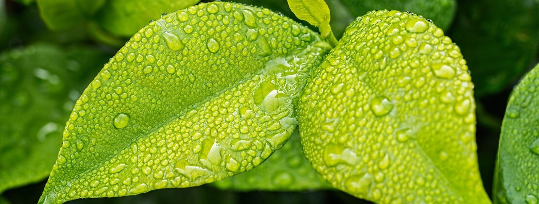 Plante CP Steve Buissinne (1).jpg