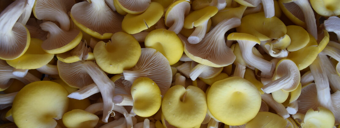 Champignons. CP Ambre Cnudde (1).JPG
