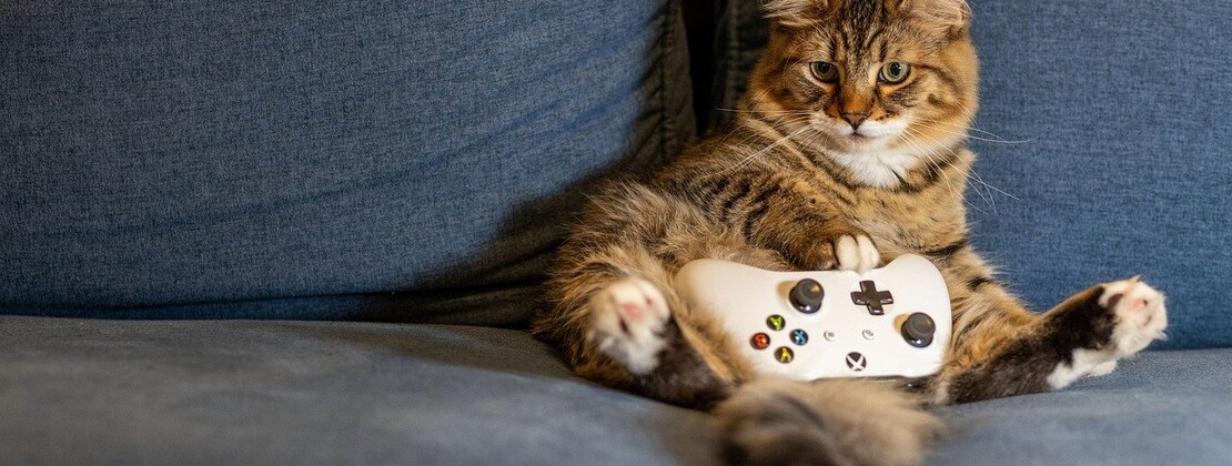cat-8446390_1280.jpg