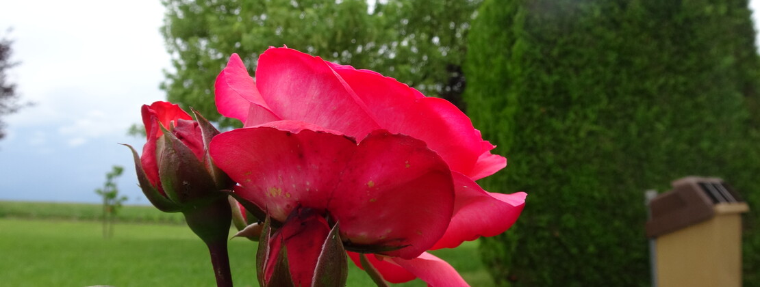 ROSE VILLIERS LE BOIS BB.JPG
