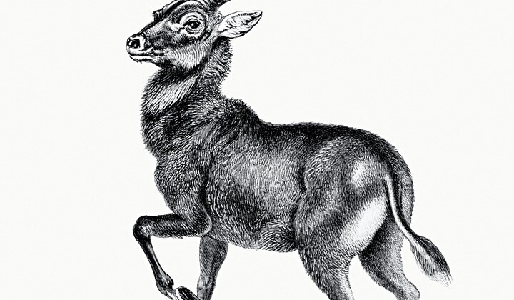antelope-5934482_960_720.jpg