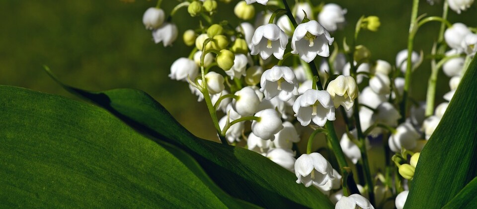 muguet. CP Peggychoucair.jpg