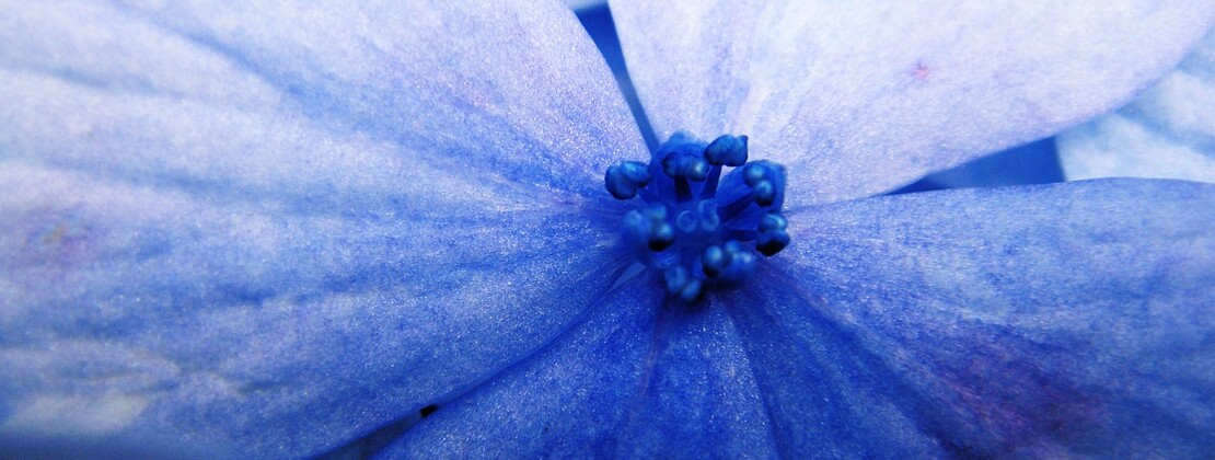the-blue-flower-5322087_1280.jpg