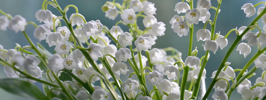 lilies-of-the-valley-4240129_1280.jpg
