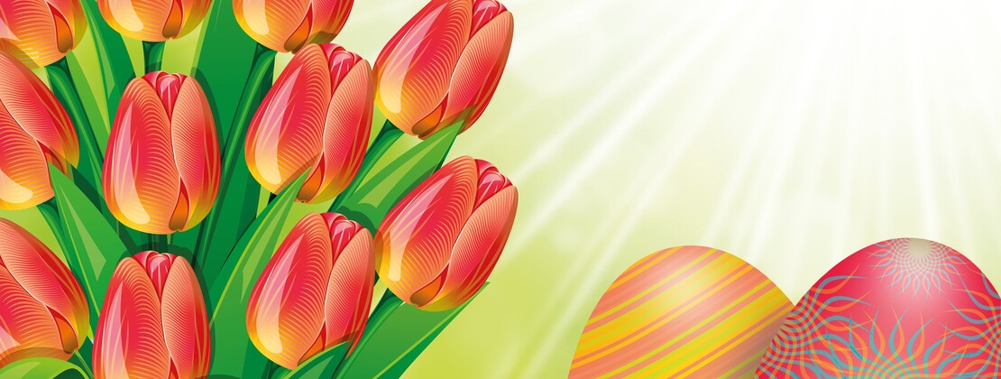 tulip.jpg