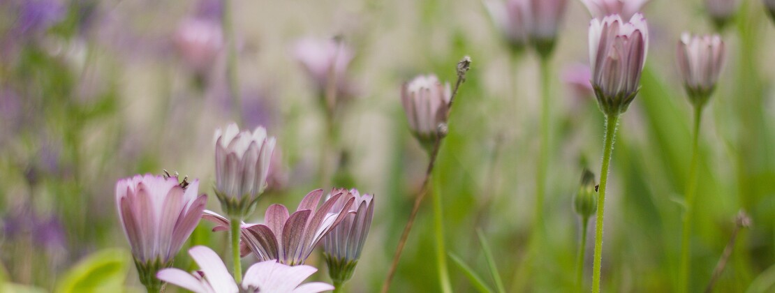 jardin.jpg