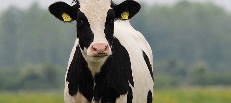 vache.jpg