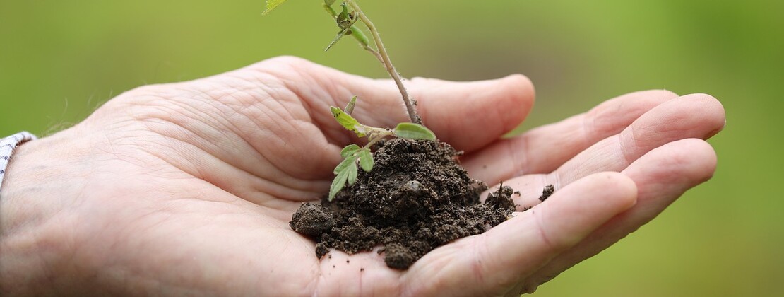 planting-8027884_1280.jpg