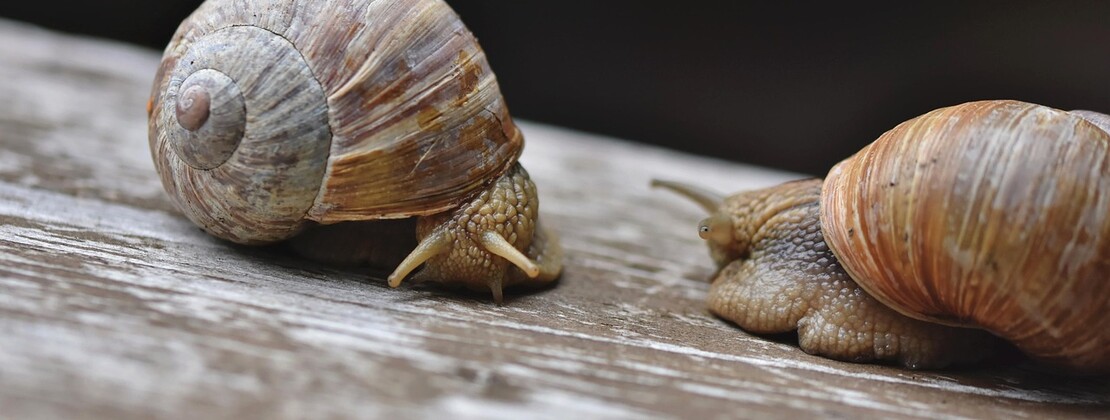 escargots.jpg