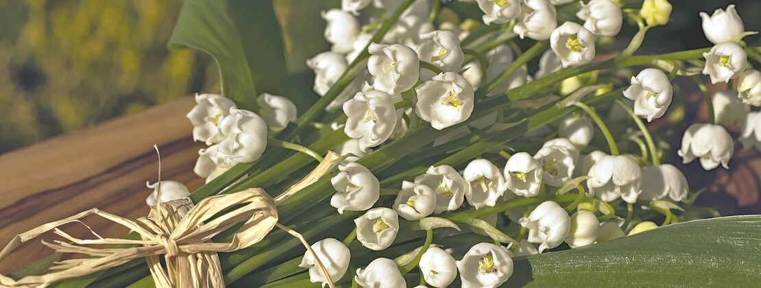 lily-of-the-valley-4175855_1280.jpg