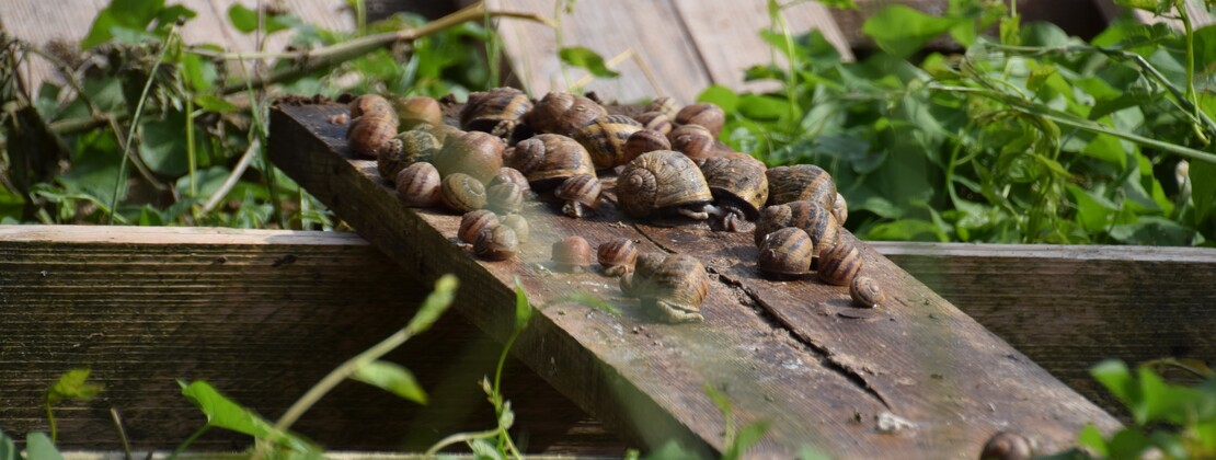 Escargots.JPG