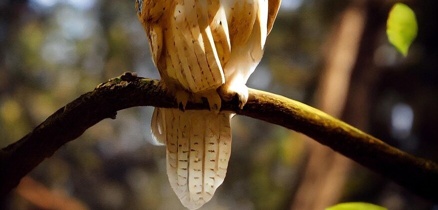 owl-7568958_1280.jpg