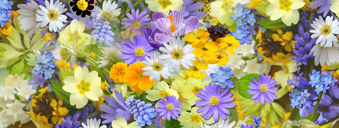 fleurs.jpg