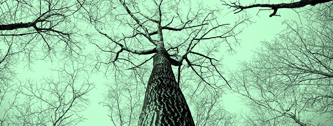 L'arbre, mémoire du vivant.jpg