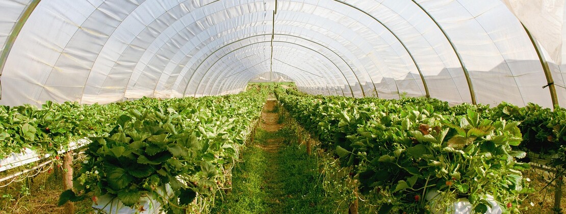 greenhouse-2096497_1280.jpg