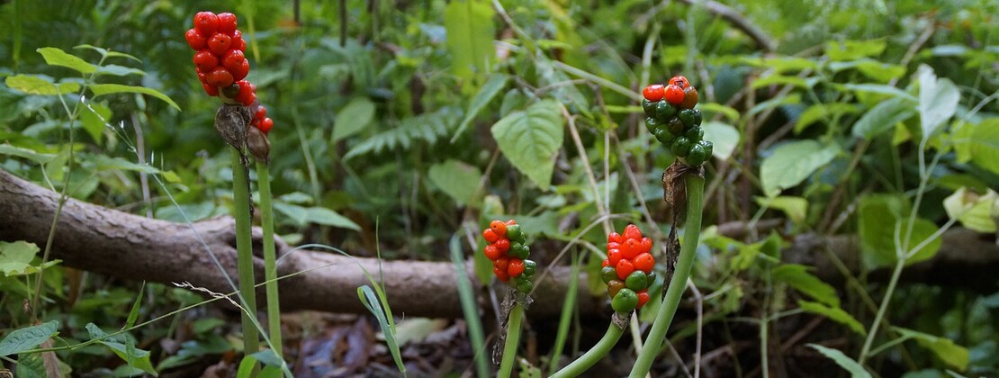 arum-5190952_1280.jpg