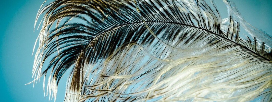 ostrich-feather-1457994_1280.jpg