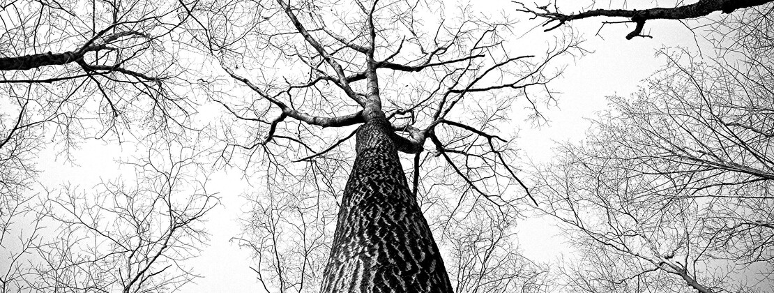 semaine de l'arbre.jpg