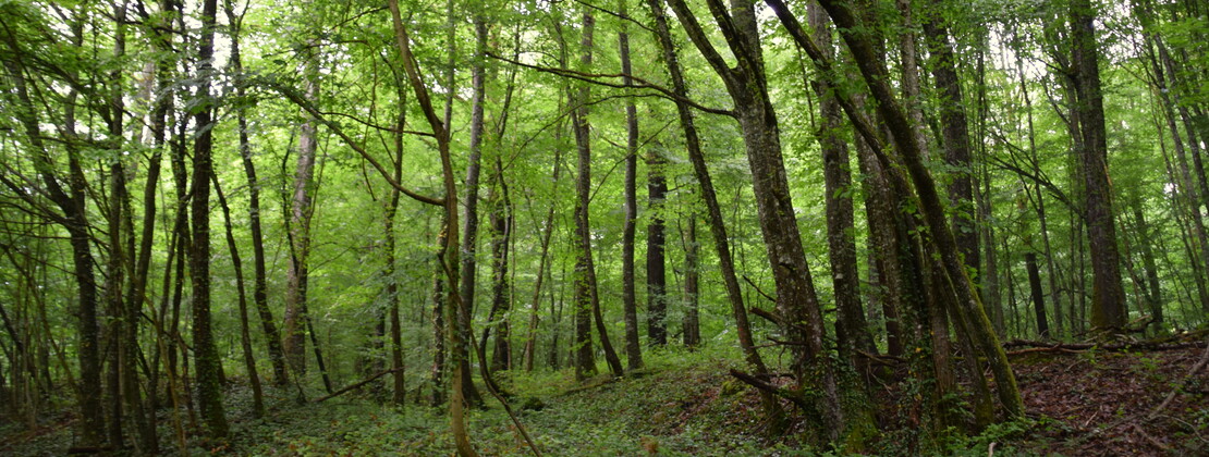 Forêt. CP Ambre Cnudde (1).JPG