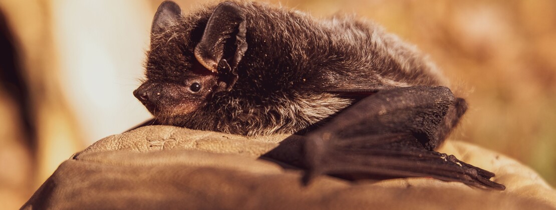 chauve-souris.jpg