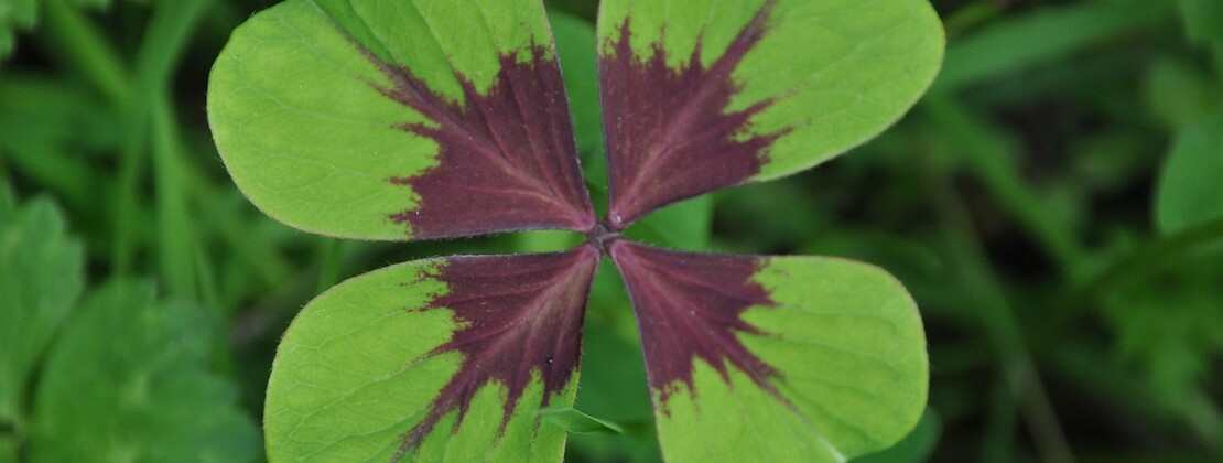 clover-3483617_1280.jpg
