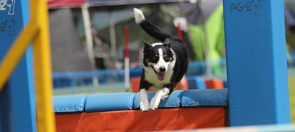 border-collie-7985291_1280.jpg