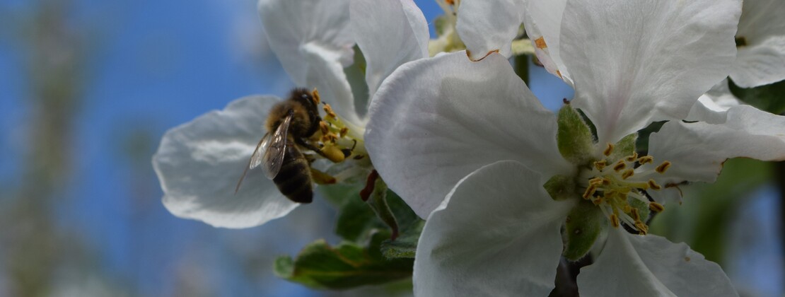 abeille.JPG