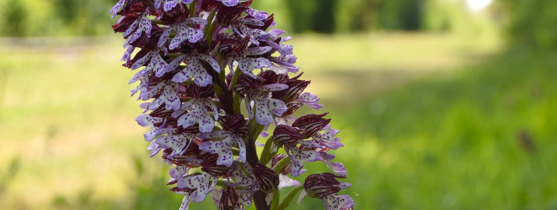 orchidée.JPG