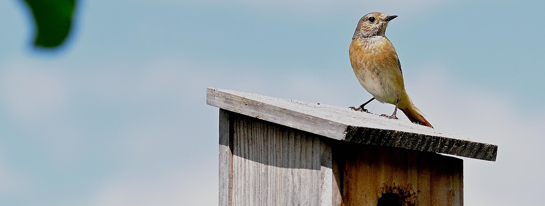 common-redstart-7259277_1280.jpg